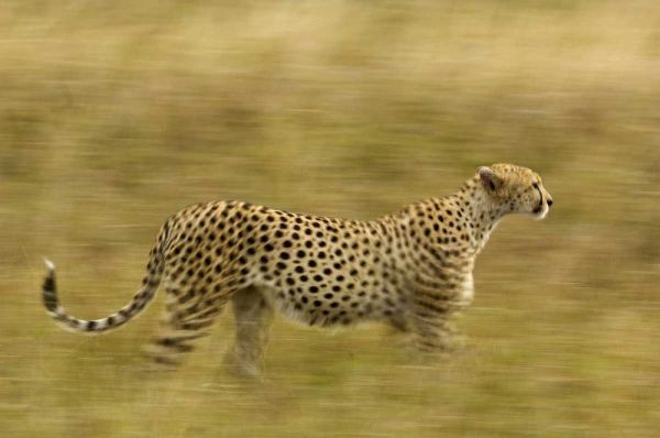 Kenya, Masai Mara Motion blur of cheetah